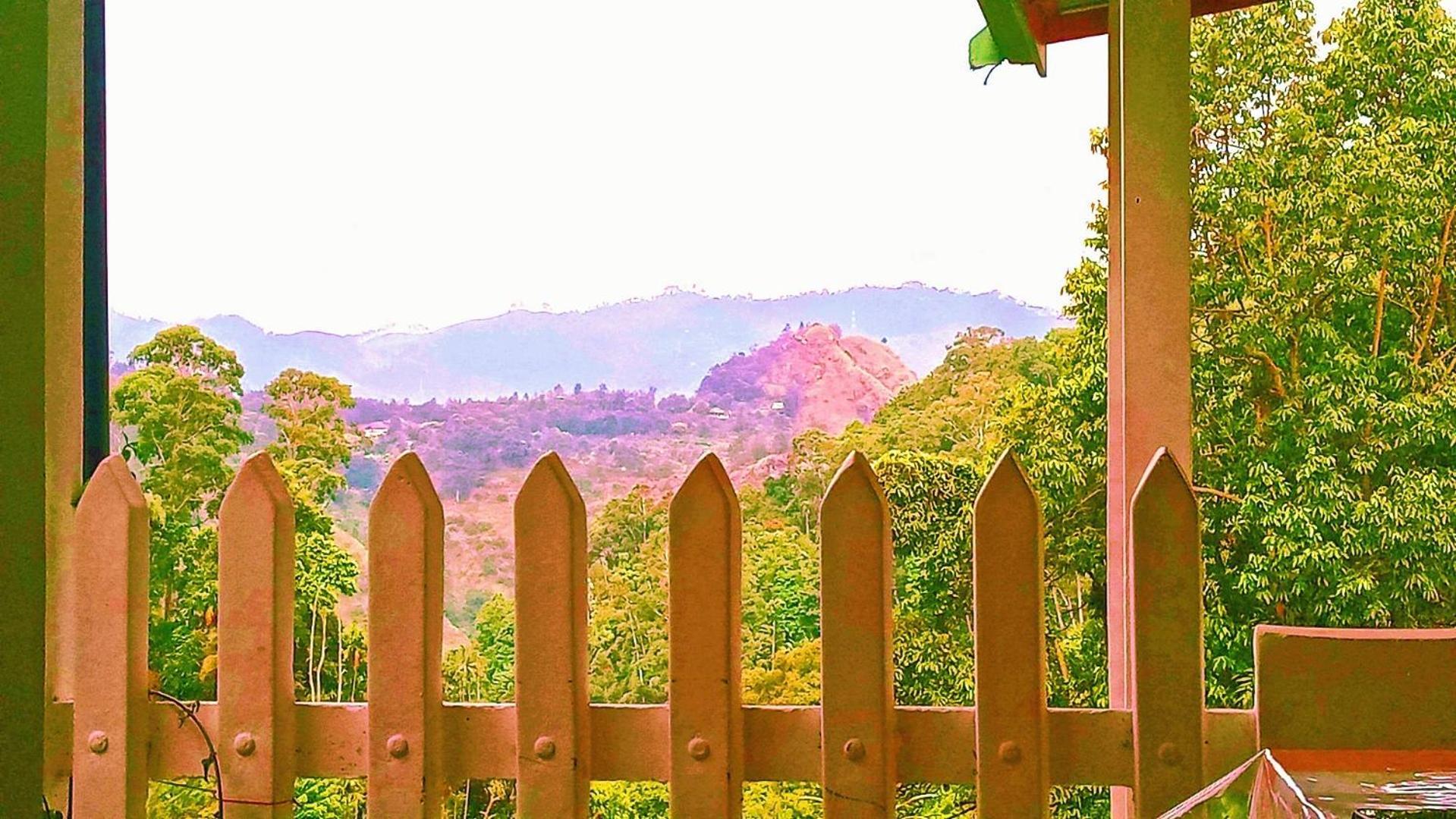 New Farmers Paradise Ella Chambre photo